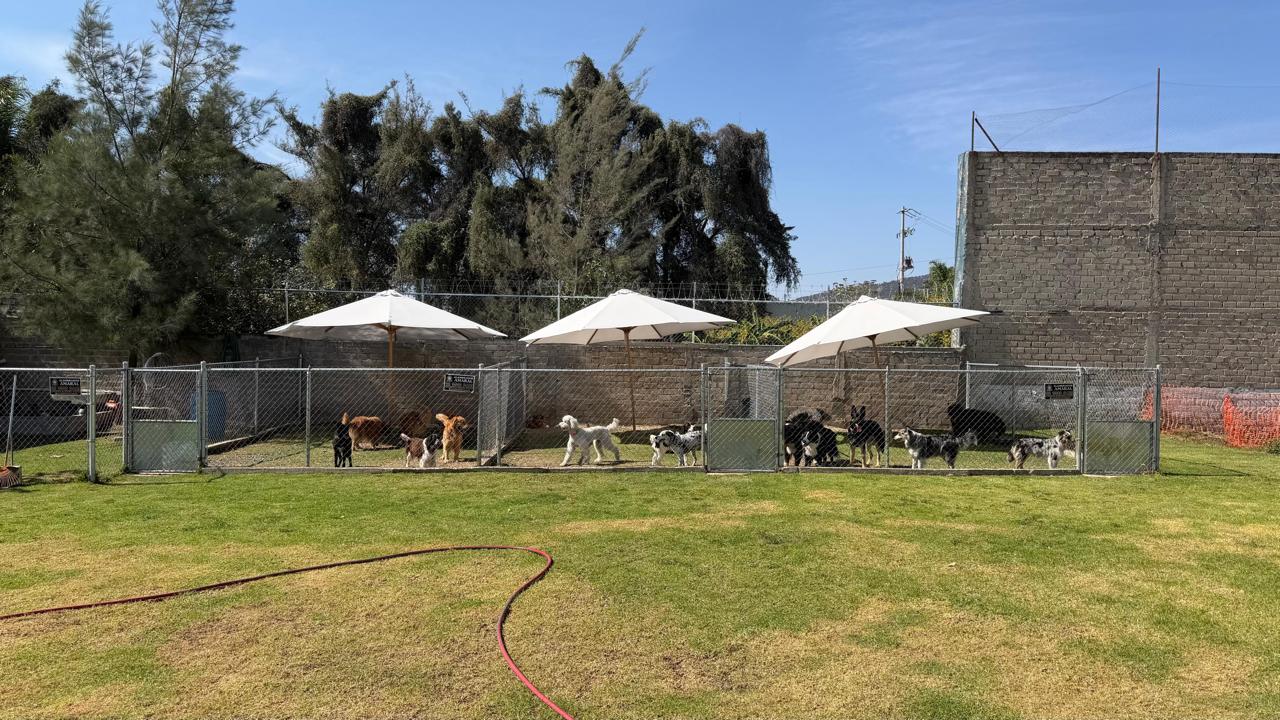 Áreas de juego con sombrillas y varias manadas de perritos en el pasto
