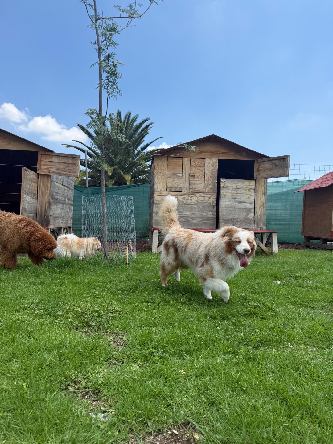 Pastor australiano corriendo feliz frente a las casitas de madera