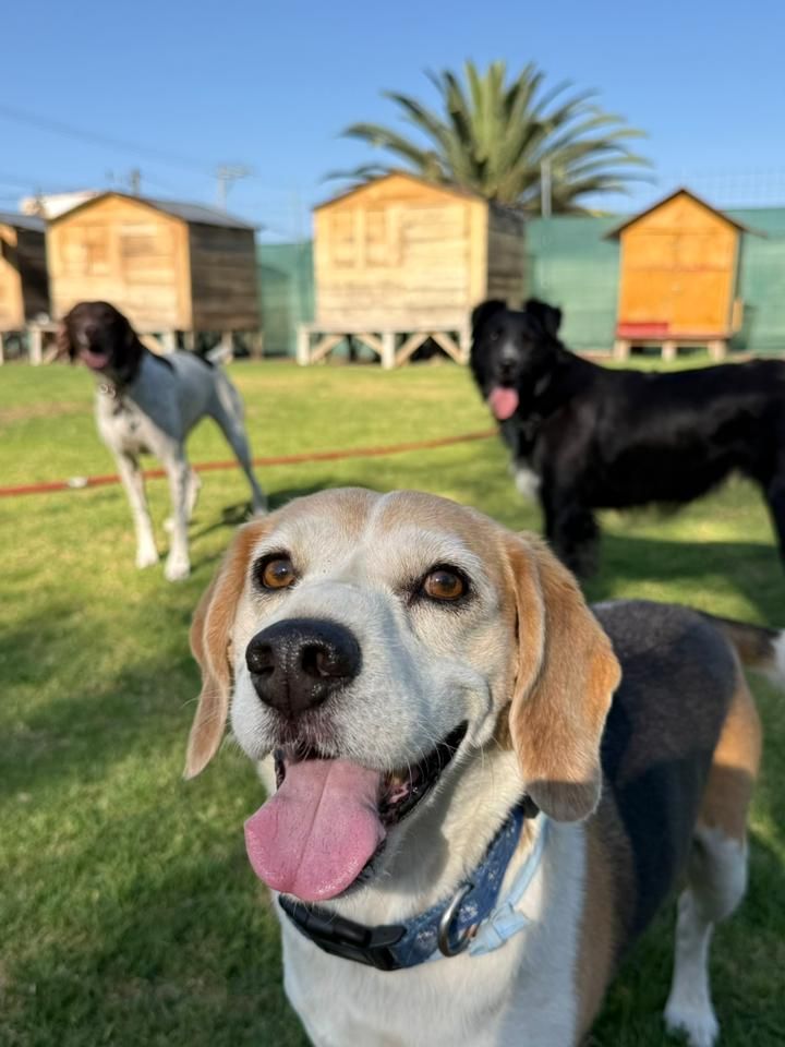 Beagle feliz con la lengua de fuera en el jardín