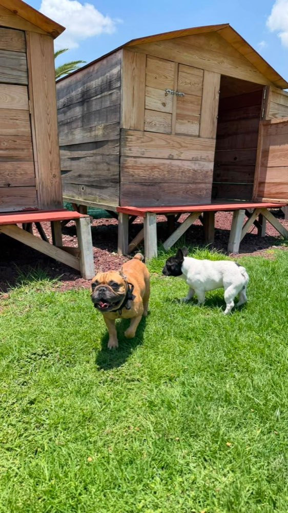 Un bullmastiff y un bulldog francés conviviendo frente a las casitas