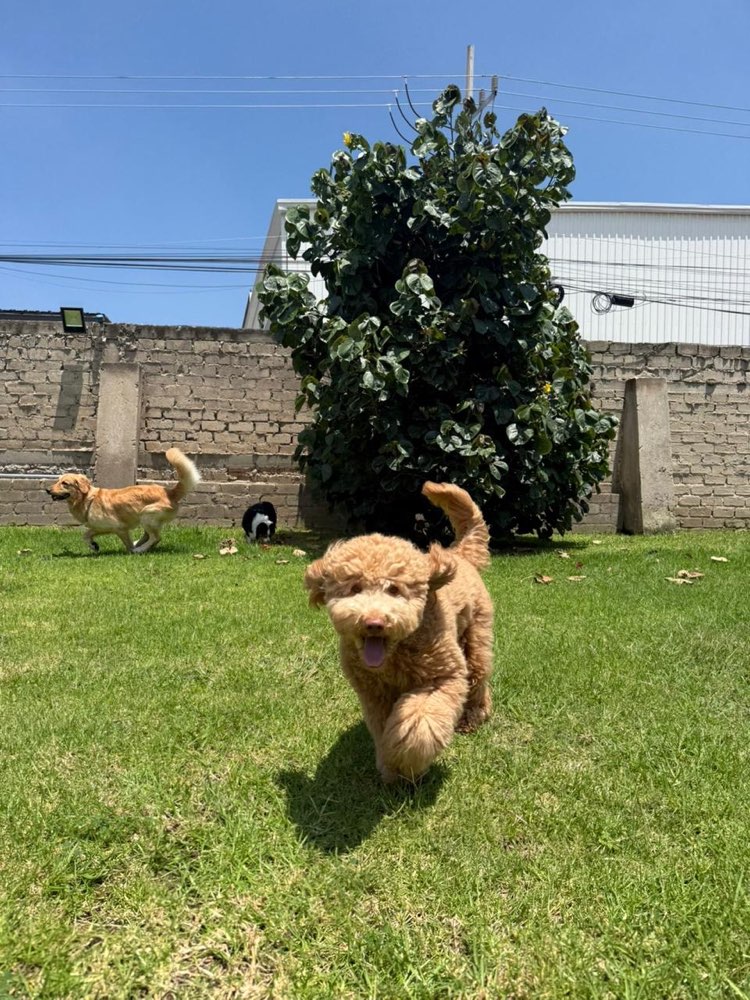 Cachorro doodle corriendo en el jardín con otros perritos atrás