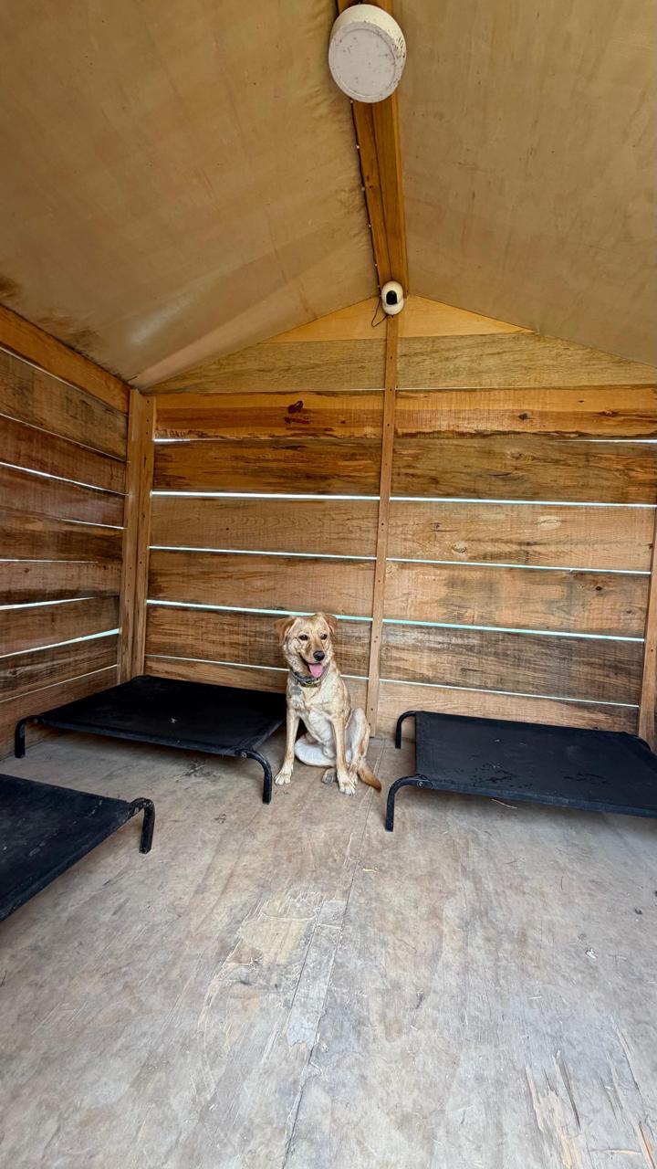 Labrador sentado entre camas elevadas dentro de una casita de madera