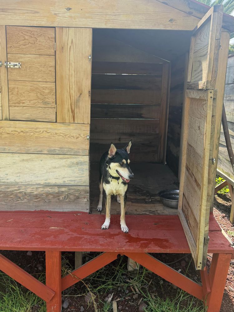 Husky asomado desde su casita de madera