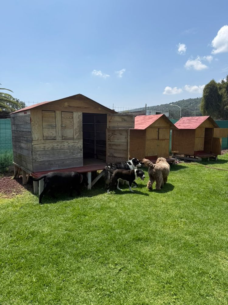 Manada de perritos descansando entre las casitas