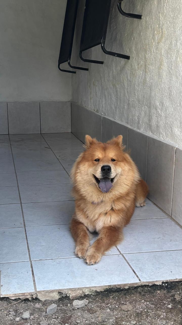 Chow chow sonriendo recostado a la sombra en una suite techada