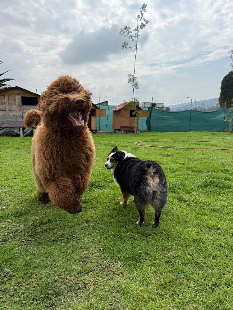 Un doodle café y un pastor australiano jugando en el jardín