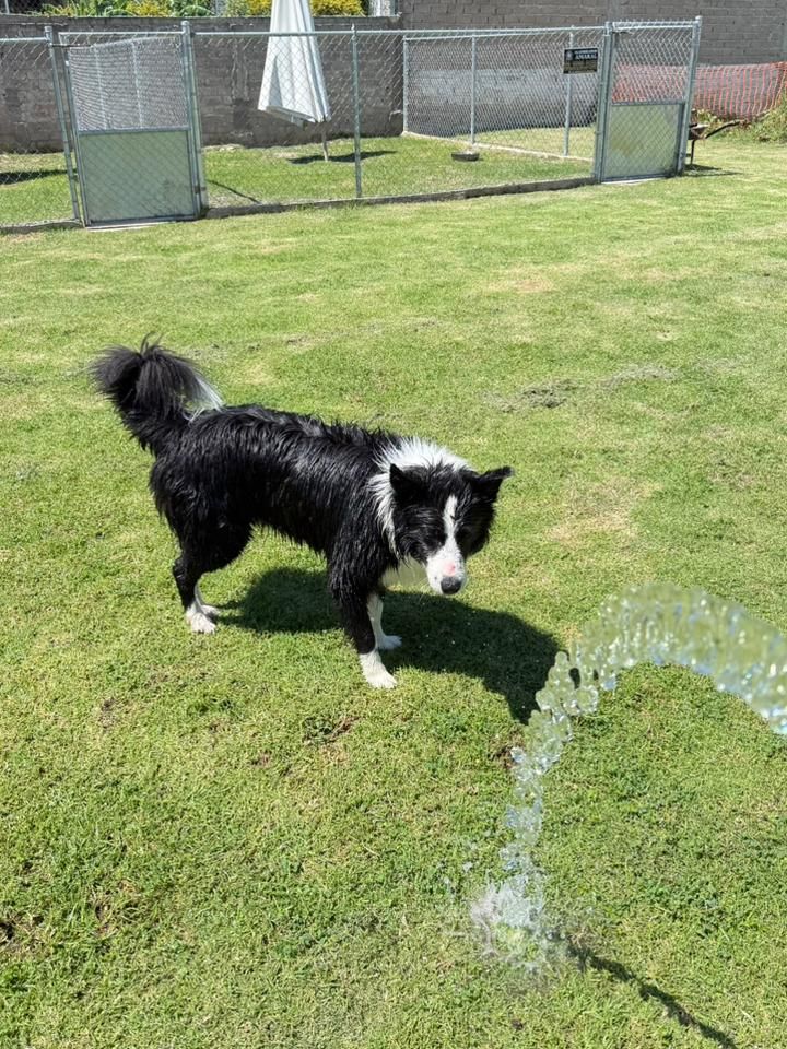Border collie jugando con un chorro de agua en el pasto
