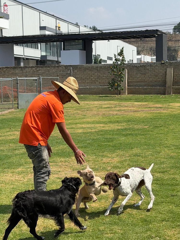 Cuidador jugando con tres perritos en el pasto