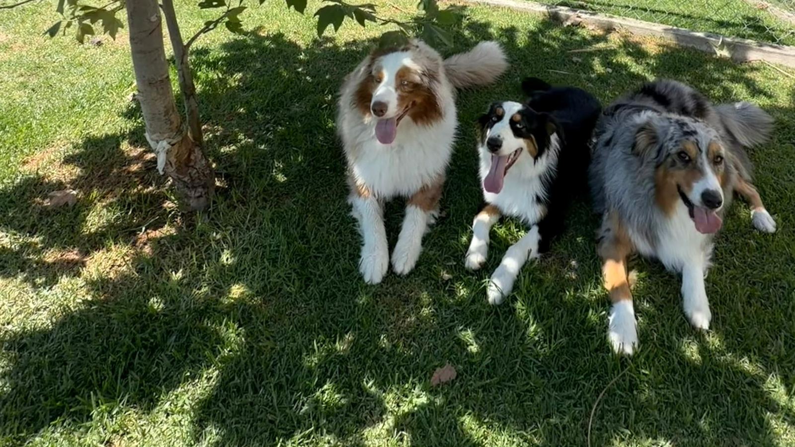 Tres perritos felices descansando a la sombra en las áreas verdes de La Camada