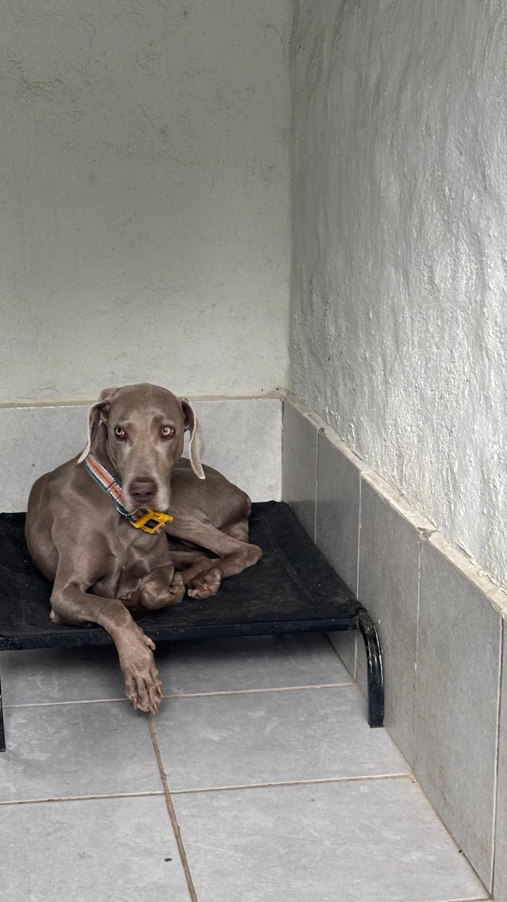 Weimaraner descansando en su cama elevada dentro de una suite techada