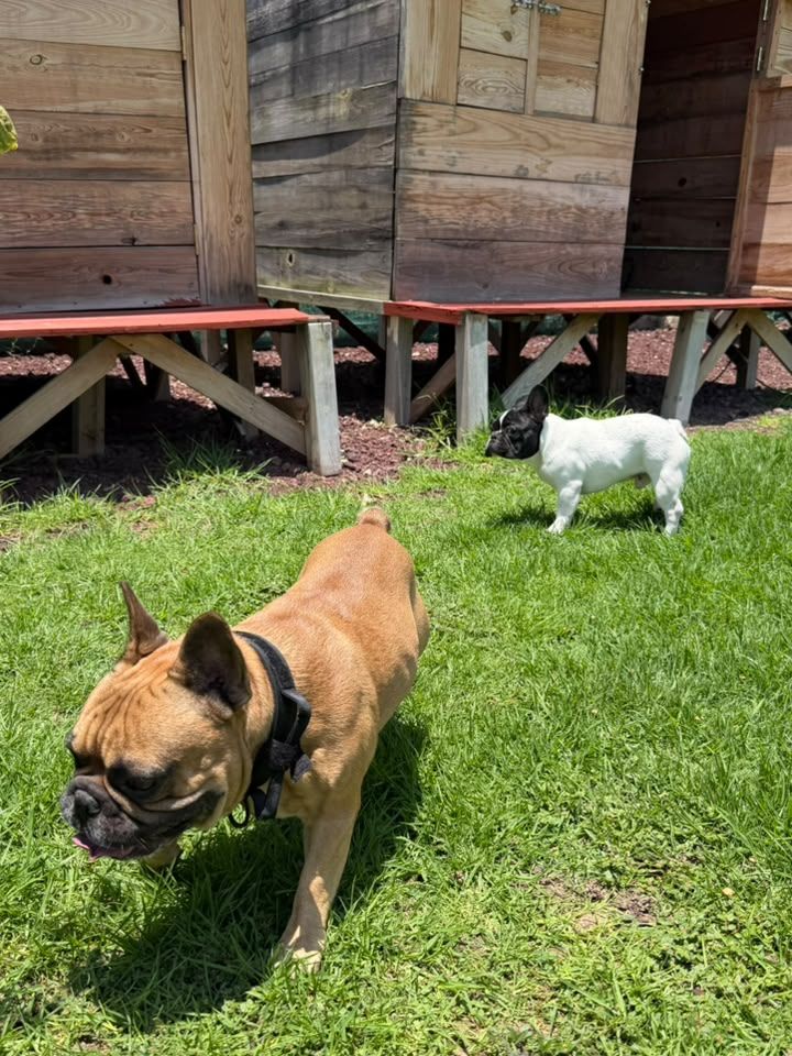 Un bulldog francés y un perrito chico conviviendo en el jardín