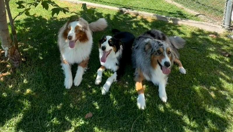 Tres perritos felices en el jardín de La Camada